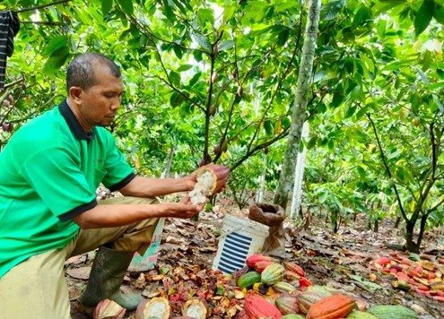 Berawal dari Kuali dan Blender, UMKM Coklat Nisam Buktikan Kakao Aceh Mampu Naik Kelas